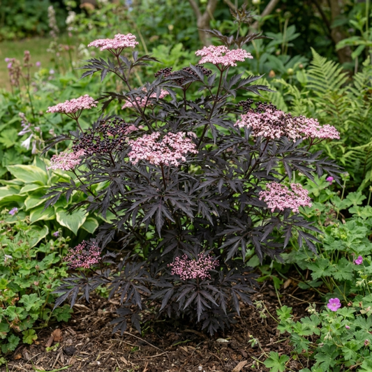 1 Sambucus Nigra Black Lace Elderberry Plant, Outdoor Hardy Perennial Garden Shrub, 3 Litre Root Ball