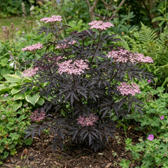 1 Sambucus Nigra Black Lace Elderberry Plant, Outdoor Hardy Perennial Garden Shrub, 3 Litre Root Ball
