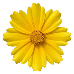 1 Coreopsis Solar Moon Perennial Plant, Hardy Yellow Tickseed Flower, 3 Litre Root Ball