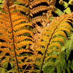1 Large Plant - Dryopteris Jurassic Gold Fern, Ready to Plant in Your Garden, 3L