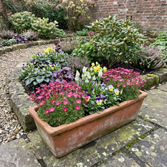 Saxifrage Marto Rose Hardy Alpine Evergreen Perennial Plants, Pink Rockery Ground Cover, Outdoor Garden Ready, 1 Litre Root-Ball