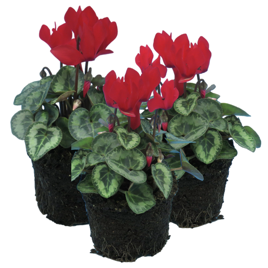 Cyclamen Silver Leaf Scarlet 10.5cm