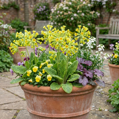 Set of 3 or 6 Primula Veris Lime with Orange Plants, Hardy Spring Flowering Perennial, 11cm Root-Ball