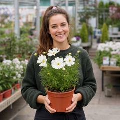 1 Large Plant - Cosmos Apollo White, Ready to Plant in Your Garden, 2L Pot