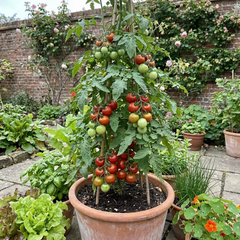 Set of 3 or 6 Large Plants - Tomato Alicante Variety, Ready to Plant in Your Garden