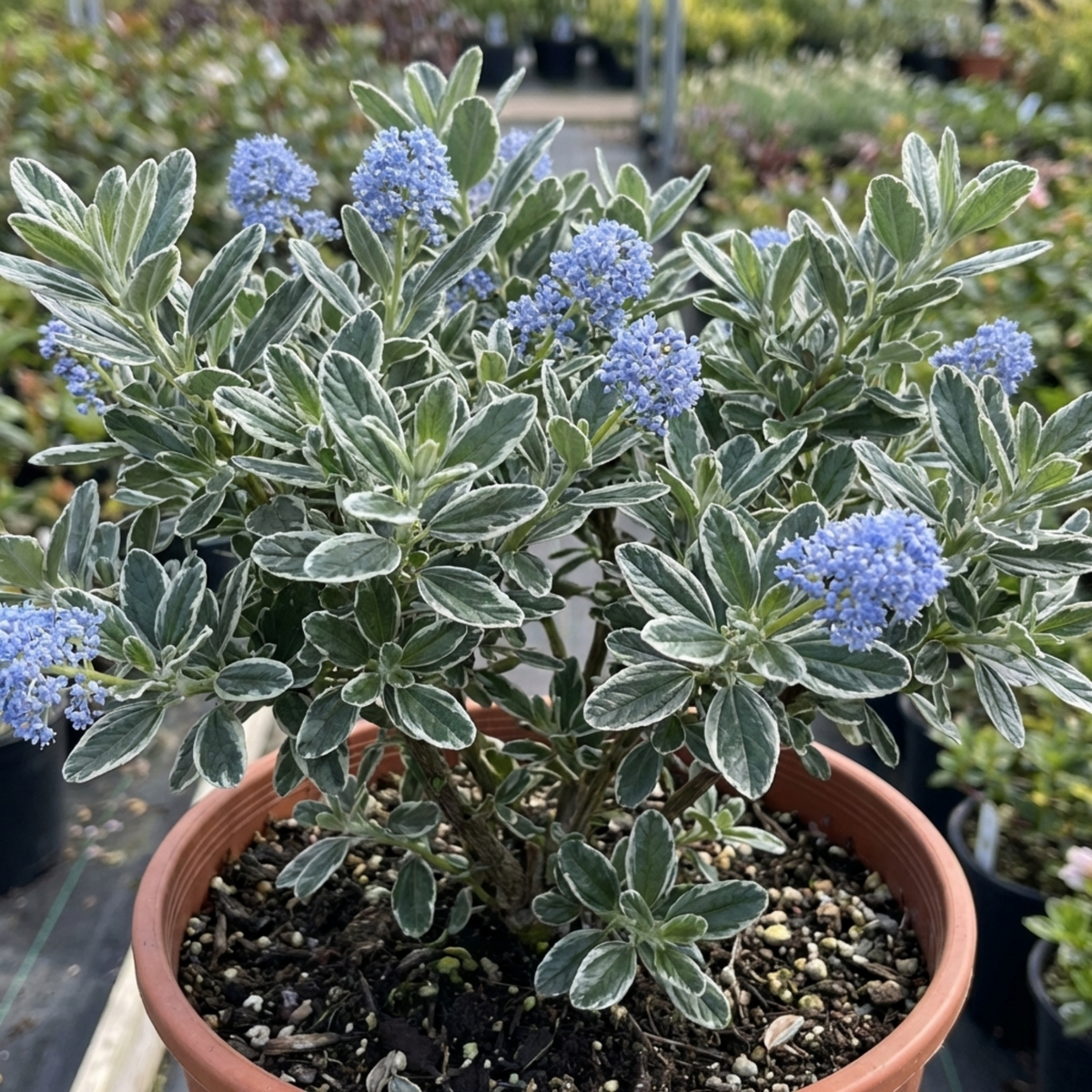 Ceanothus Cool Blue Plant, Hardy Blue Flowering Evergreen Shrub, California Lilac, Litre Root Ball