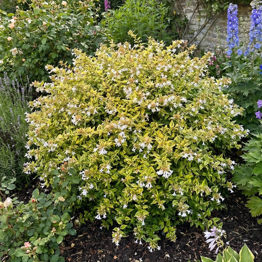 Abelia Francis Mason – 1x Large, Outdoor Garden Ready Plant. Supplied in Peat Free & Well-Rooted 2L Pot. Golden Variegated Foliage & Blush-Pink Summer Flowers for Bright, Year-Round Border Structure