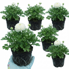 Set of 3 or 6 Ranunculus Vortex White Persian Buttercup Plants, Hardy Perennial, Spring Flowering, Outdoor Garden Ready, 1 Litre Root-Ball