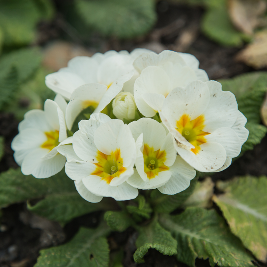 Primrose White | 3 or 6 1L Pots