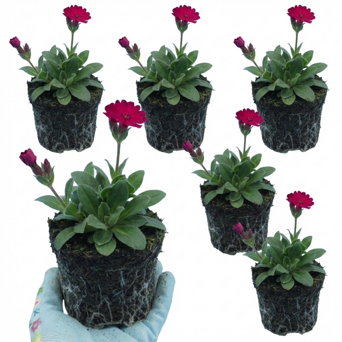 Lychnis atrosanguinea Hardy Perennial Plants, Summer Flowering, Bee-Friendly Cottage Garden Plant, 1L Root Ball