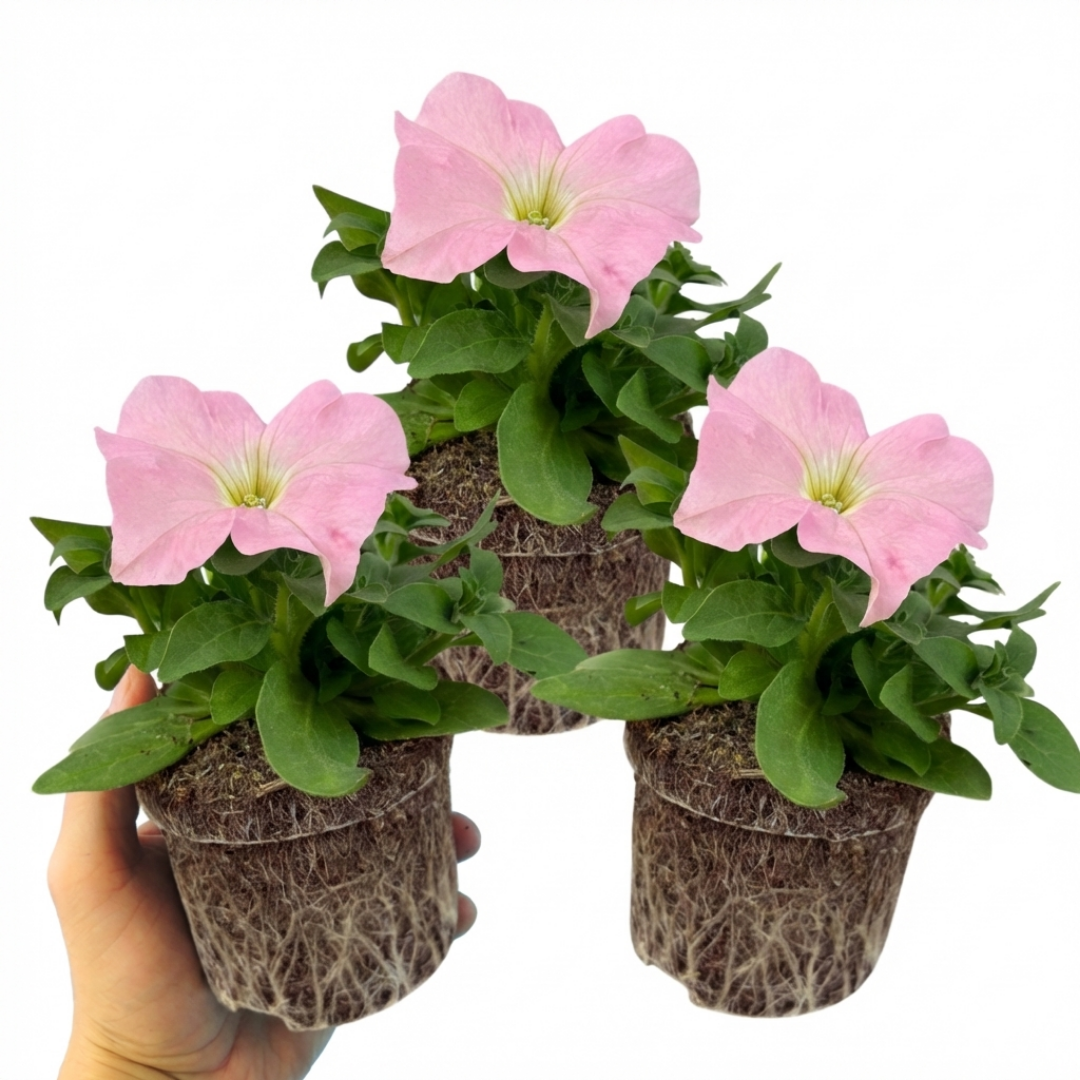 Set of 3 or 6 Large Plants - Petunia Express Apple Blossom, Outdoor Garden Ready