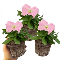 Set of 3 or 6 Large Plants - Petunia Express Apple Blossom, Outdoor Garden Ready