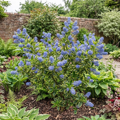 Ceanothus Thyrsiflorus Zanzibar California Lilac Plant, Hardy Evergreen Blue Flowering Shrub, 3L Root-Ball
