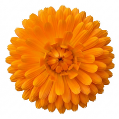 Calendula ‘Fiesta Orange’, Ready to Plant
