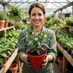 Chilli Pepper Plants - Armageddon, Ready to Plant in Your Garden