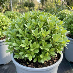 Pittosporum Golf Ball Evergreen Shrub, Hardy Low Maintenance Outdoor Garden Plant, Litre Root-Ball