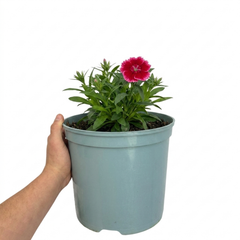 1 Dianthus Cherry Daiquiri Plant, Fragrant Hardy Summer Bedding Perennial, Outdoor Garden Ready, 5L Root Ball