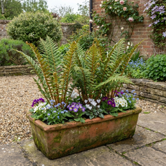 Dryopteris affinis Montana Male Fern Hardy Evergreen Perennial Plants, Shade Loving Garden Plant, 1L Root Ball