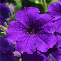 Petunia Dekko Blue | 3 or 6 1L Pots