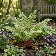 Lady Fern Athyrium Lady in Red Hardy Perennial Plants, Shade Garden Ready, Outdoor Fern, 11cm or 1L Root Ball
