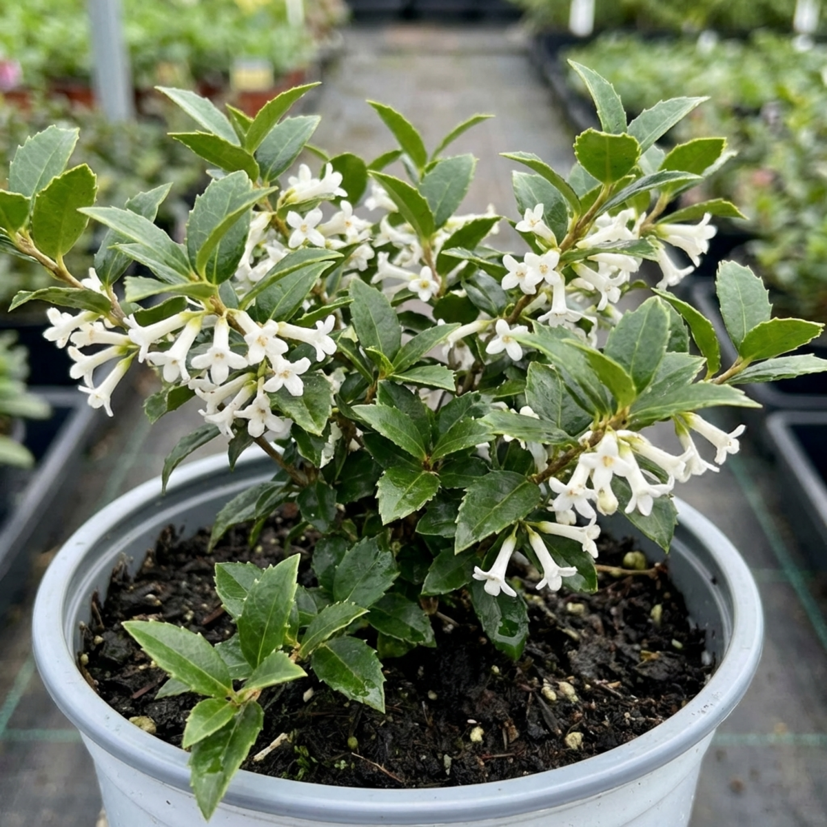 Osmanthus Delavayi Plant, Fragrant Evergreen Shrub, Outdoor Garden Ready, 19cm Root Ball