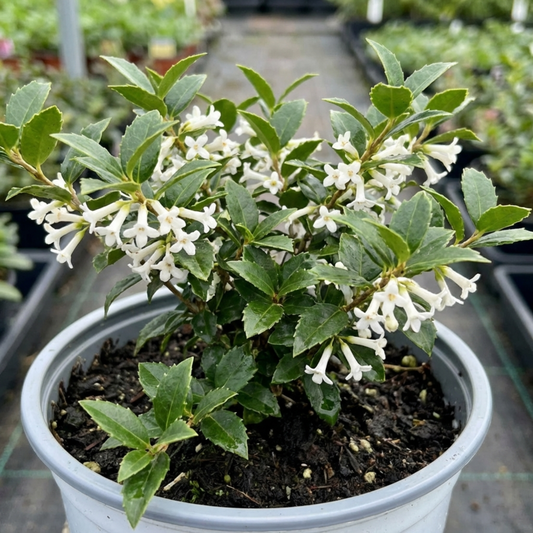 Osmanthus Delavayi Plant, Fragrant Evergreen Shrub, Outdoor Garden Ready, 19cm Root Ball