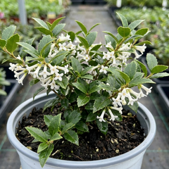 Osmanthus Delavayi Plant, Fragrant Evergreen Shrub, Outdoor Garden Ready, 19cm Root Ball