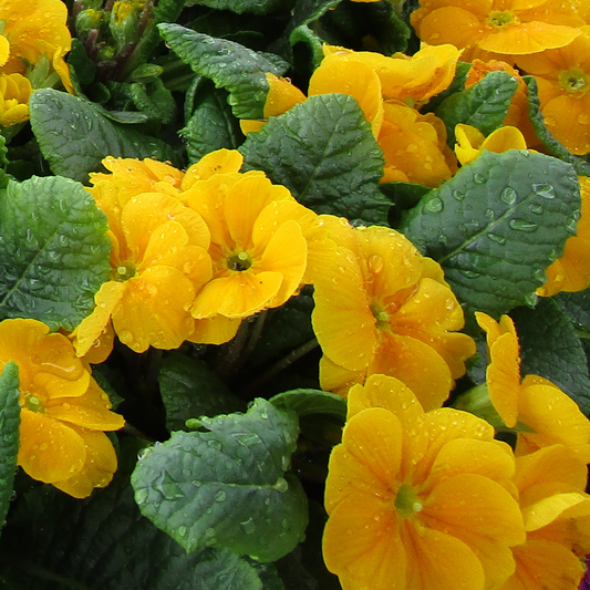 Primrose Orange | 3 or 6 1L Pots