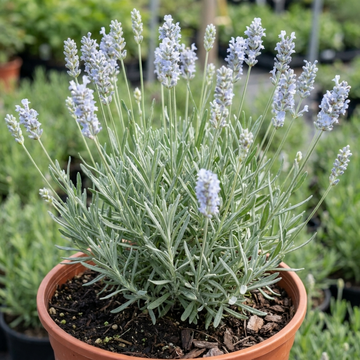1 Large Plant - Lavender Hidcote Light Blue, Outdoor Garden Ready, 2L Pot