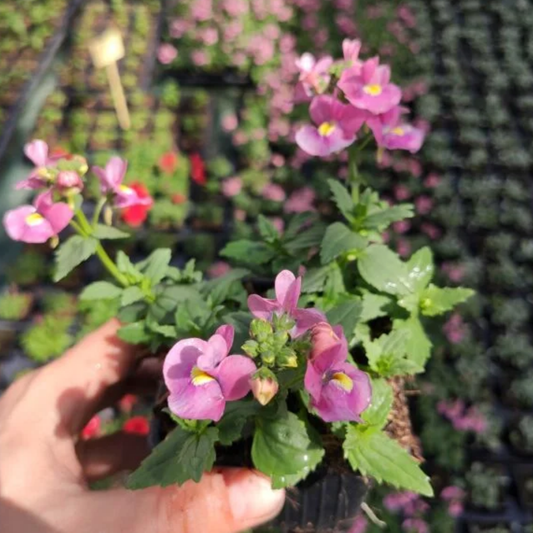 Nemesia Nuvo Rose, Ready to Plant in Your Garden