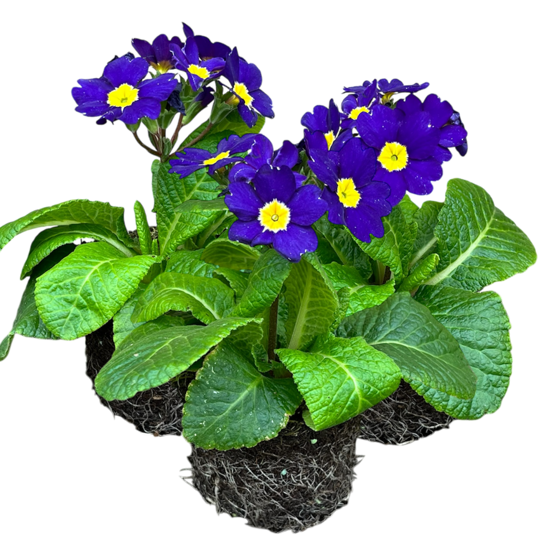 Polyanthus Blue | 3 or 6 1L Pots