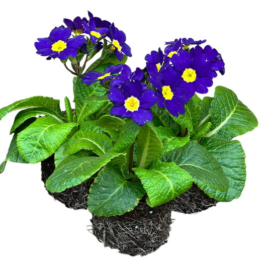 Polyanthus Blue | 3 or 6 1L Pots