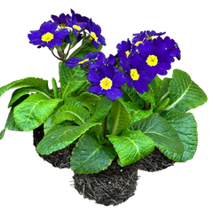 Polyanthus Blue | 3 or 6 1L Pots