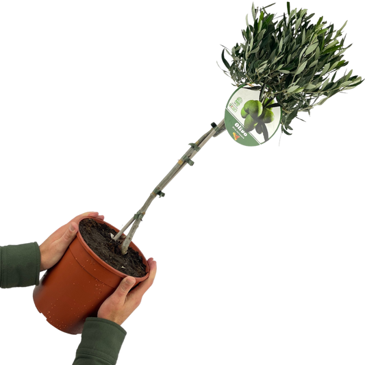 Olive Tree | 3L Pot