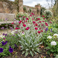 Set of 3 or 6 Lychnis atrosanguinea Hardy Perennial Plants, Summer Flowering, Bee-Friendly Cottage Garden Plant, 1L Root Ball