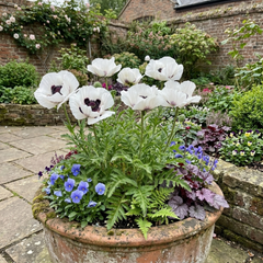 Papaver Orientale Royal Wedding Poppy Plants, Hardy Perennial, Outdoor Garden Ready, 1 Litre Root-Ball
