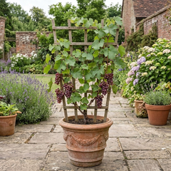 Vitis Strawberry Wine Grape Vine Plant, Hardy Outdoor Garden Ready, 3 Litre Root-Ball