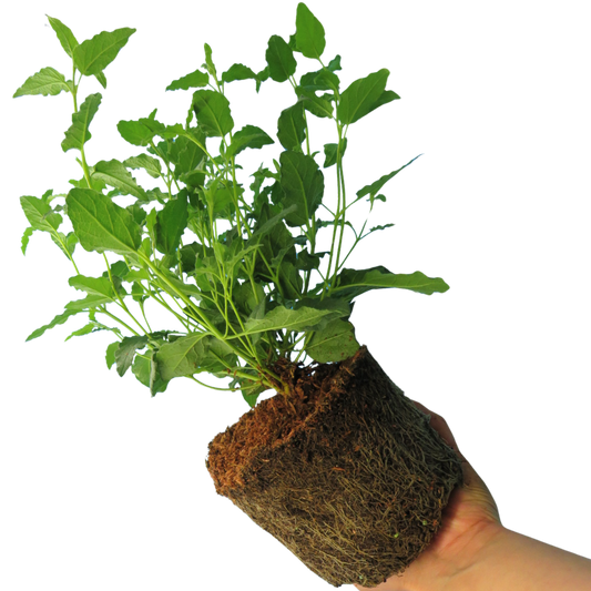 Cistus Corbariensis | 2L Pot