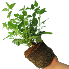 Cistus Corbariensis | 2L Pot