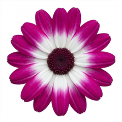 Senetti Pink Bicolour Live Flowering Plant, Bee Friendly, Outdoor Garden Ready, 6.5 Litre Root-Ball