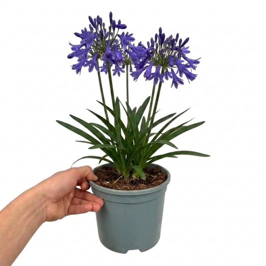 1 Large Plant - Agapanthus Northern Star, Ready to Plant in Your Garden, 2L Pot