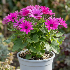 Senetti Magenta Pericallis Daisy Plant, Summer Flowering, Outdoor Garden Ready, 6.5 Litre Root-Ball