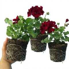 Set of 6 Large Plants-Geranium Calliope Dark Red, Ready To Plant In Your Garden