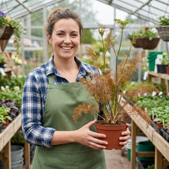 Fresh Fennel Herb Plants, Hardy Perennial Kitchen Garden Herbs, Outdoor Ready, 1 Litre Root Ball