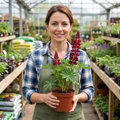 Lupin Legendary Red Hardy Perennial Plants, Summer Flowering, Bee Friendly Lupins, Outdoor Garden Ready, 1 Litre Root-Ball