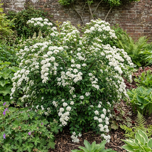 Spiraea Snowmound Plant, Outdoor White Flowering Hardy Compact Shrub, Bee Friendly, 2 Litre Root-Ball
