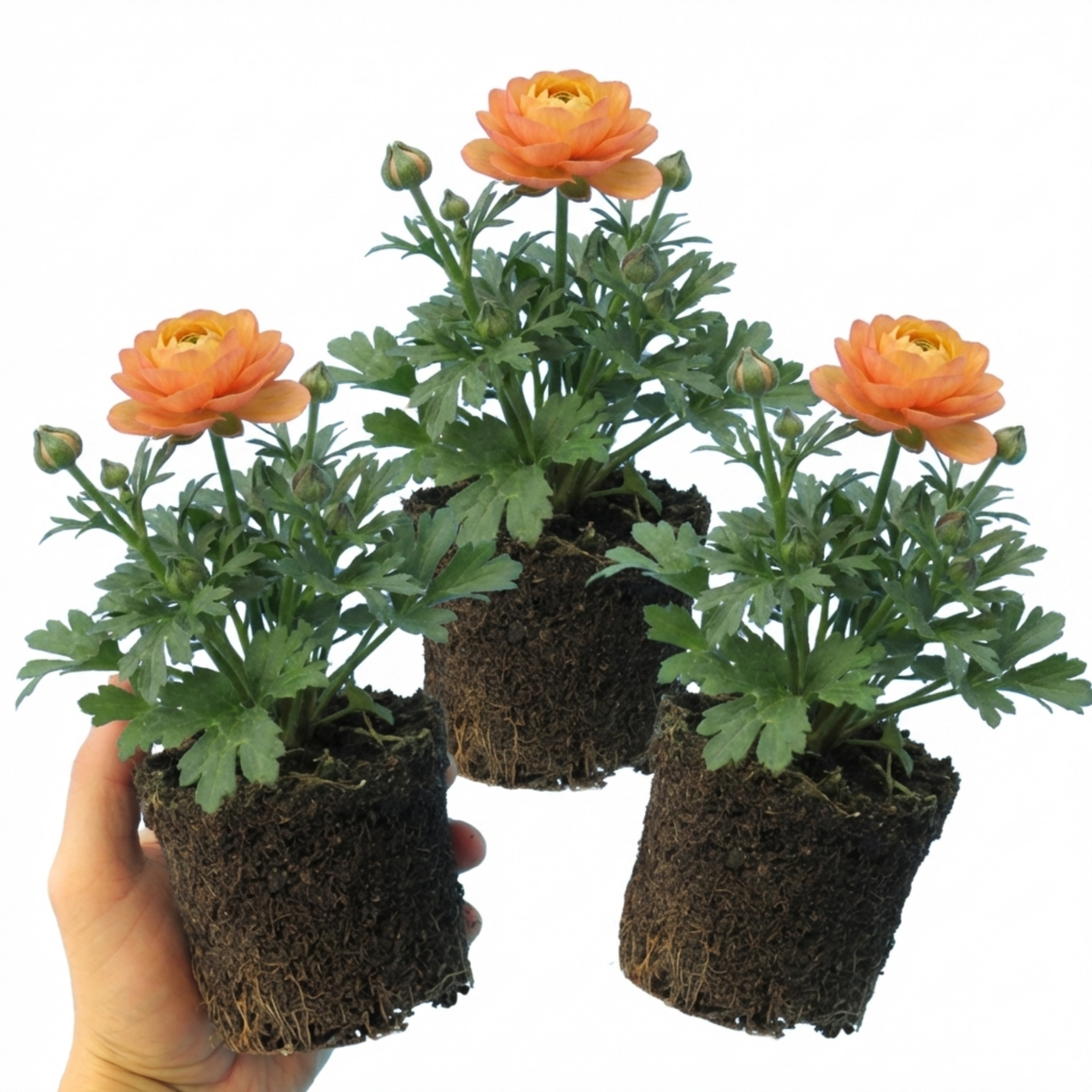 Ranunculus Vortex Orange Apricot Persian Buttercup Plants, Hardy Perennial, Spring Flowering, Outdoor Garden Ready, 1 Litre Root-Ball