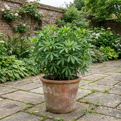 Choisya Greenfingers Shrub, Hardy Evergreen Mexican Orange Blossom Plant, 19cm 3L Root-Ball