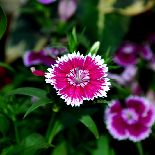 Dianthus White Flame