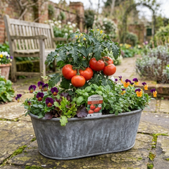 Set of 3 or 6 Large Plants - Tomato Bush Steak (Megabyte), Ready to Plant in Your Garden